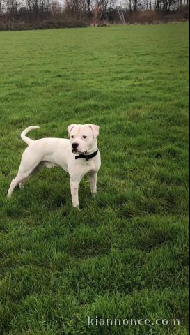 Adorable chien Bulldogs Anglais 