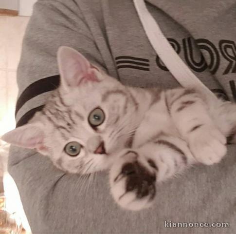Chatons British Shorthair tigrés en adoption