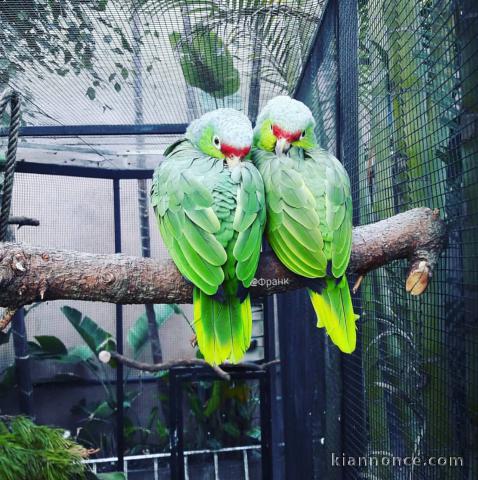 Adorable perroquets à donner 