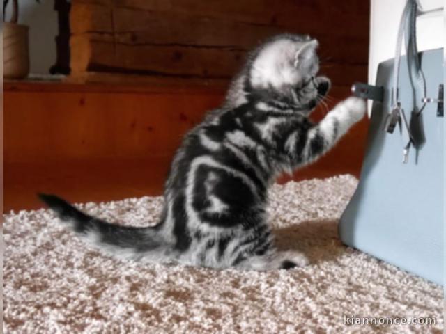 2 adorables chatons British à donner