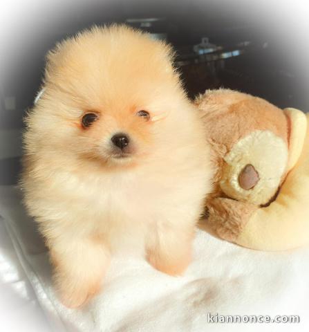 Magnifique Chiots spitz mâle et femelle 