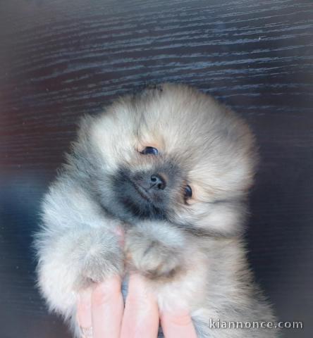 Magnifique Chiots spitz mâle et femelle