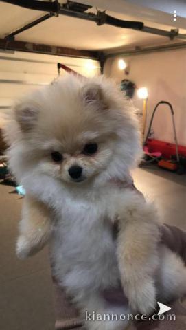 Magnifique Chiots spitz mâle et femelle