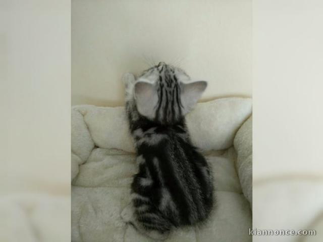 Mika et Mona en adoption