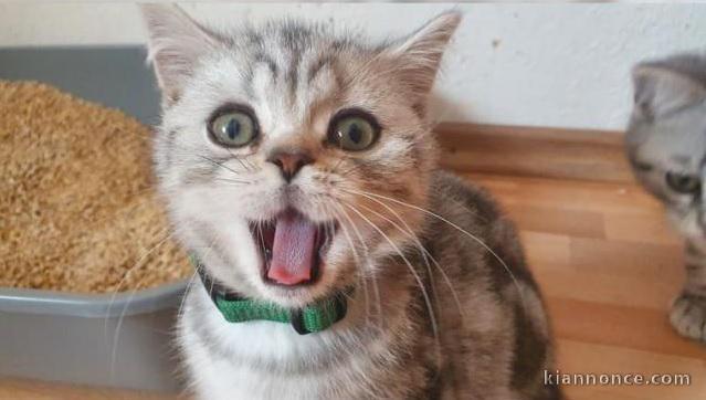 Deux chatons British shorthair