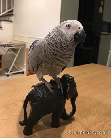 Disponibles perroquet a donner