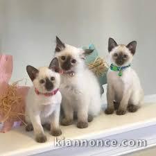 Chatons Sacré de Birmanie a donner