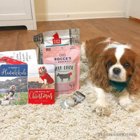 cavalier king charles en bonne santer