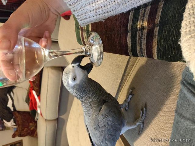 Disponibles perroquet a donner