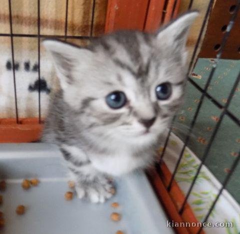 URGENT Chatons British Shorthair non LOOF
