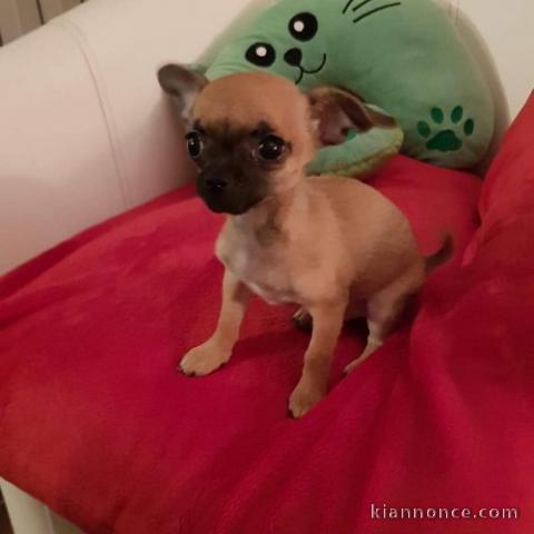 A donner chiots chihuahua