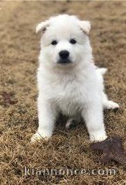 CHIOTS BERGER BLANC SUISSE