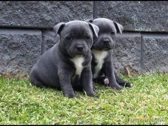 Chiots staffordshire bull terrier LOF
