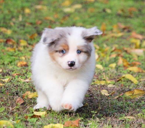 Chiots Bergers Australiens