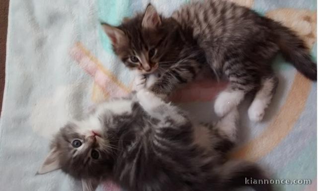 2 mâles et 3 femelles norvégien