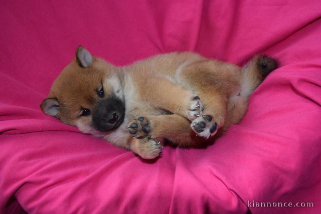Disponible chiots shiba