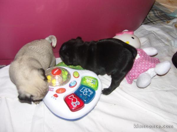 Chiots Bergers Australiens