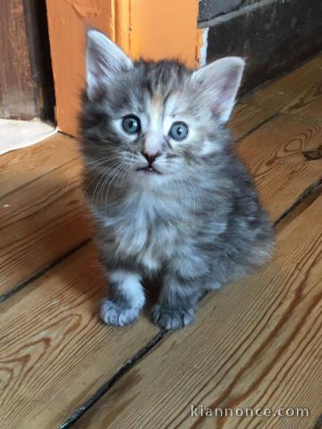 A donner chatons norvégien