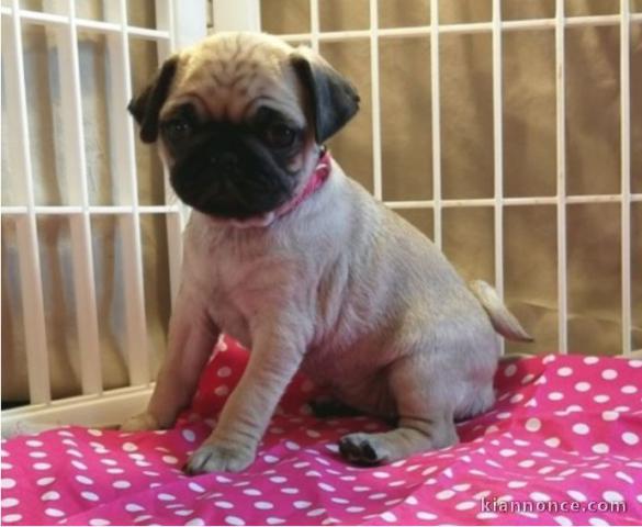 A donner Chiots carlin