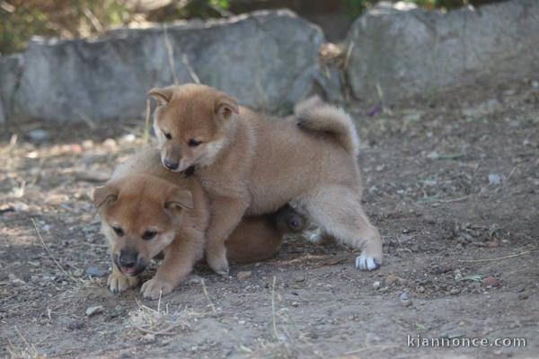 Disponible chiots shiba