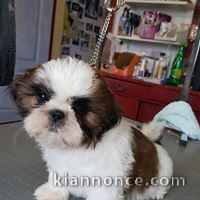 Adorable chiots SHIH TZU