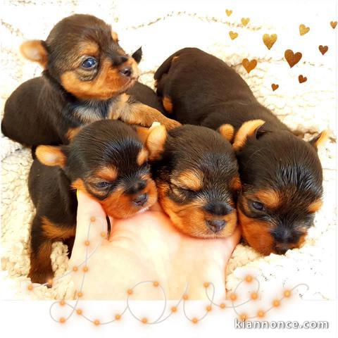 Superbes Chiots Yorkshire Terrier Pure Race 