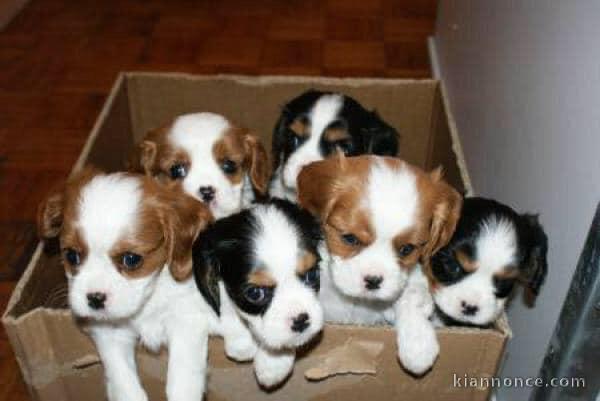 Adorables chiots recherches un petit nid 