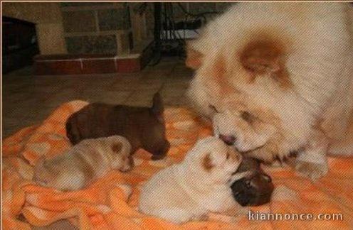 Magnifiques Chiots Chow Chow Pure Race Pedigree 
