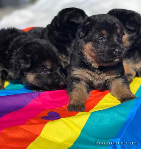 Magnifiques Chiots Berger Allemand Pure Race