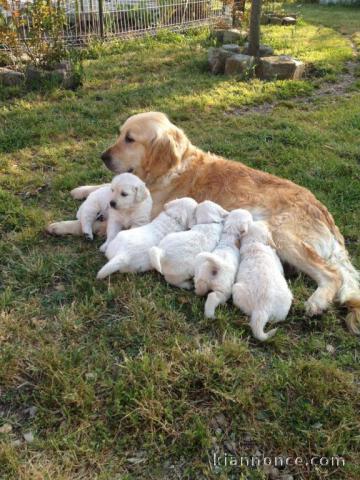 Magnifiques Chiots Golden Retriever Pure Race