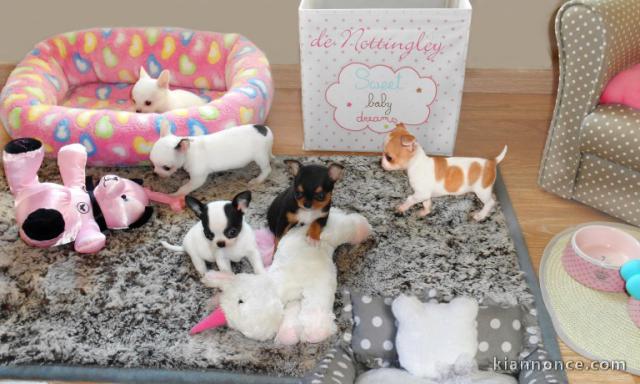 Superbes Chiots Chihuahua Pure Race Poils Courts Taille Standard