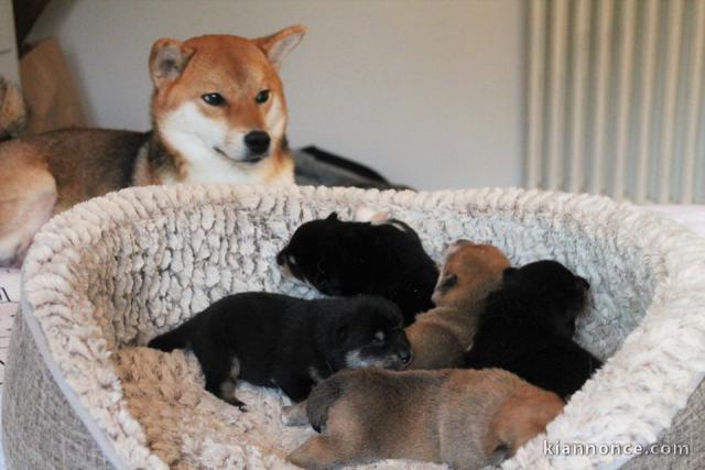 Sublimes Chiots Shiba Inu Pure Race et Pedigree