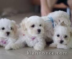 Adorables Chiots Bichon Maltais Pure Race