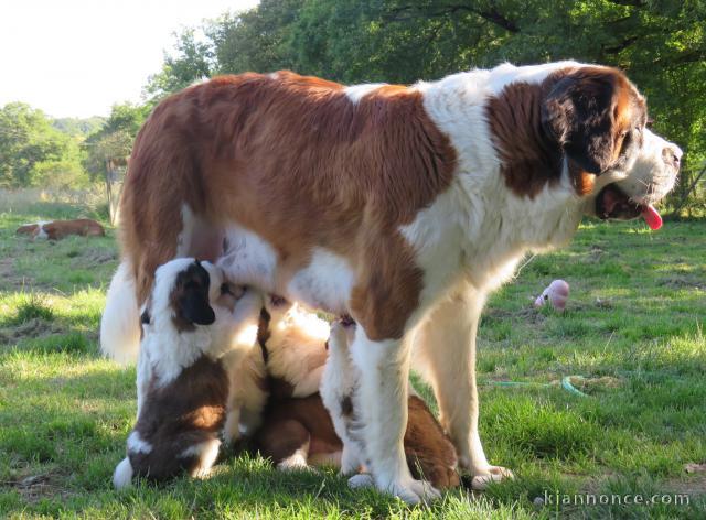 Magnifiques Chiots Saint Bernard Pure Race Pedigree