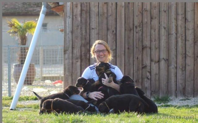 Magnifiques Chiots Berger de Beauce Pure Race 