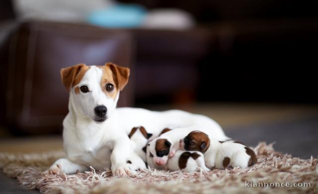 Sublimes Chiots Jack Russel Pure Race,