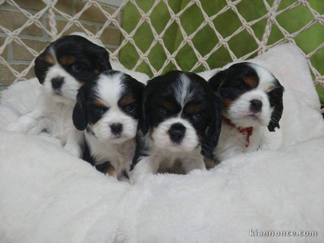Adorables Chiots Cavaliers King Charles Pure Race