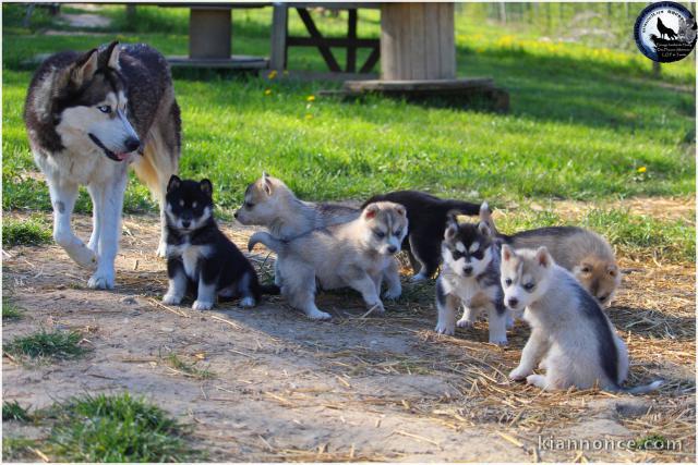 Superbes Chiots Siberian Husky Pure Race