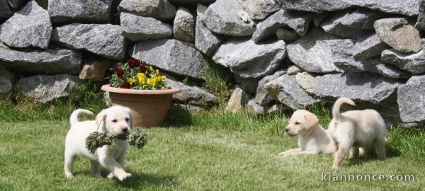Magnifiques chiots Labrador Retriever