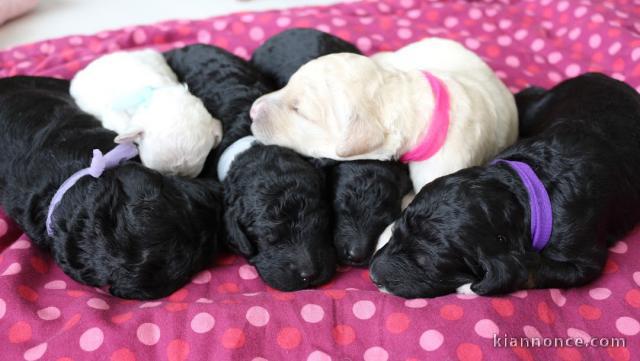 Adorables Chiots Caniche Pure Race