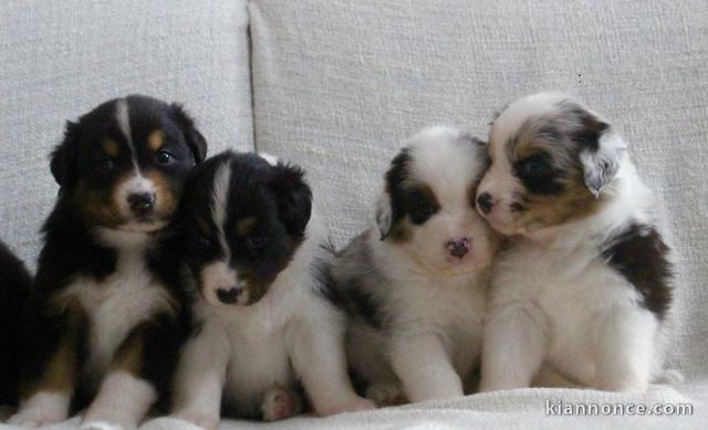 Magnifiques Chiots Berger Australien Pure Race