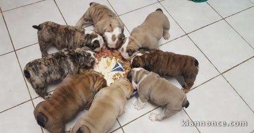 Magnifiques Chiots Bulldog Anglais Pure Race