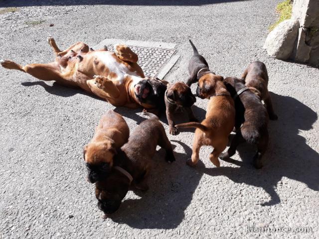 Magnifiques Chiots Boxer Pure Race