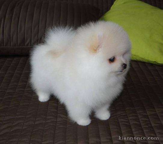 Magnifique Chiots spitz nain LOF 