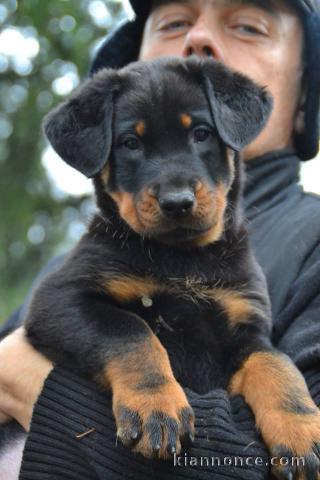A donner chiots Beauceron
