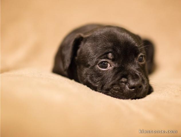 Chiots staffordshire bull terrier
