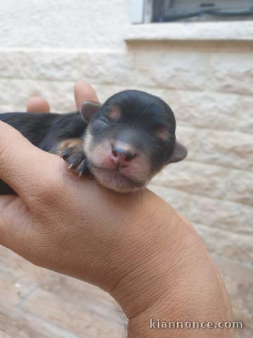 Chiots Yorkshire à réserver 