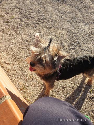 Chein Yorkshire mâle 