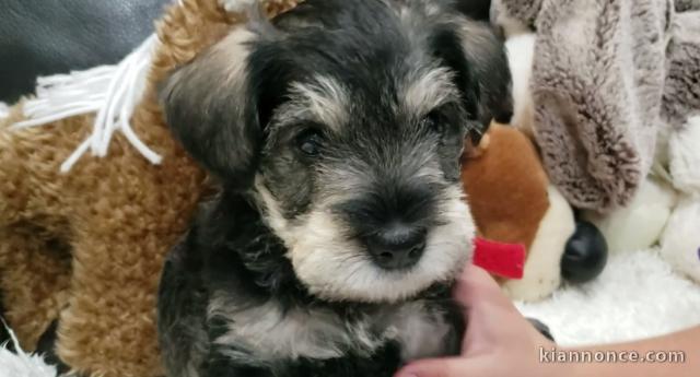 Magnifiques chiots Chiots Schnauzer