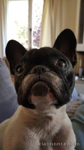Désir adopter gratuitement un bouledogue français